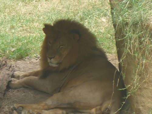 A lion, just chilling out